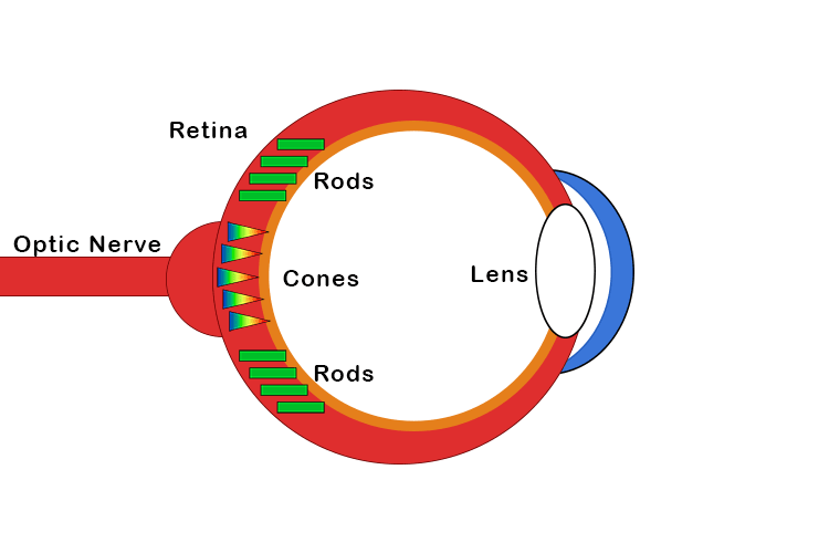specialised light detecting cells in the retina important for low-light vision